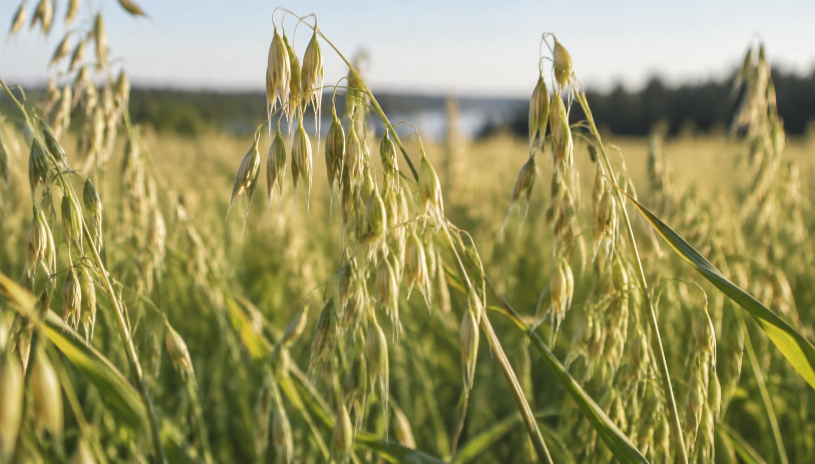 Oat field in Inland Norway